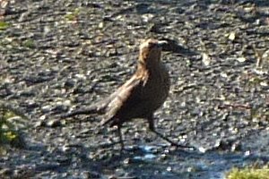 Shirleys Bay, ON - Sep. 19, 2010 - fall plumage