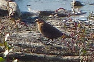 Shirleys Bay, ON - Sep. 19, 2010 - fall plumage