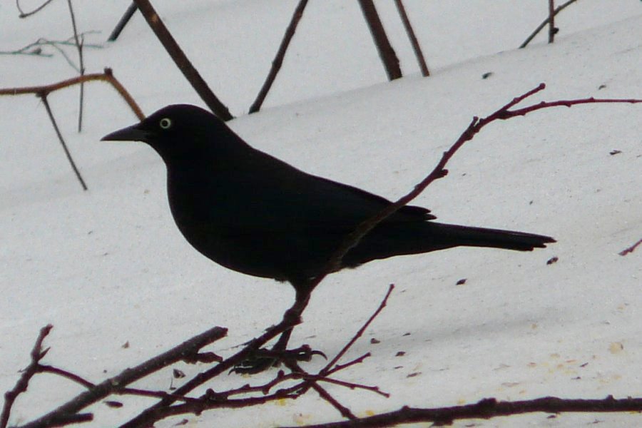 Lower West Pubnico, NS - Feb. 5, 2016 - breeding plumaged male