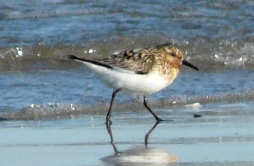 Daniel's Head, Cape Sable Island, NS - Jul. 23, 2015 - breeding adult molting to winter plumage