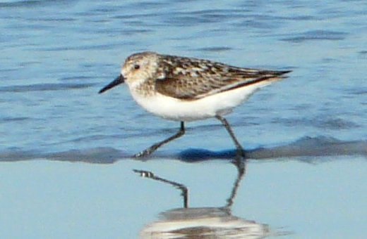 Daniel's Head, Cape Sable Island, NS - Jul. 23, 2015 - juvenile