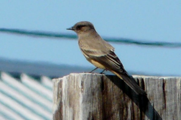 The Hawk, Cape Sable Island, NS - Sep. 6, 2014