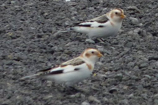 N of Richmond, ON - Feb. 5, 2011