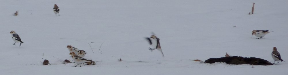 N of Richmond, ON - Feb. 5, 2011