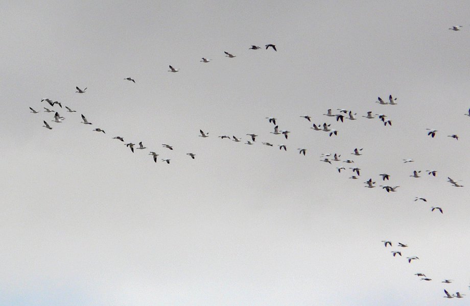 Bosque del Apache, NM - Dec. 20, 2011