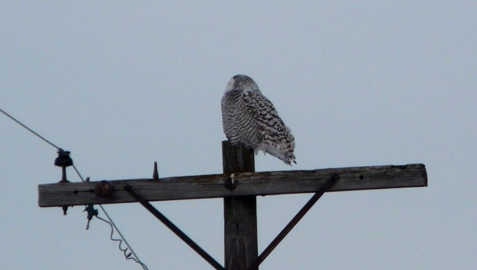 Ste-Rose-de-Prescott, ON - Jan. 22, 2012