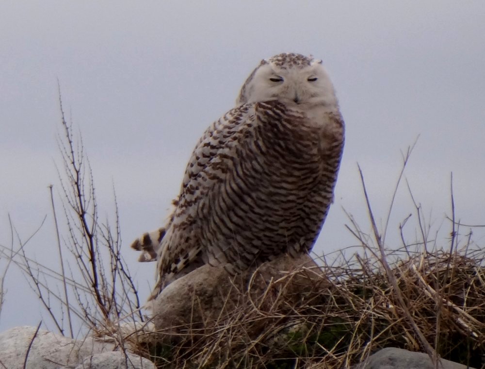 Daniel's Head, Cape Sable Island, NS - May 5, 2014