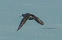Wincester Sewage Lagoons, Winchester, ON - Jul. 11, 2010