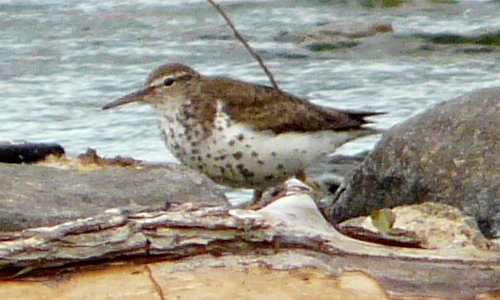 Ste-Catherine, QC - Jul. 24, 2012 - summer plumage