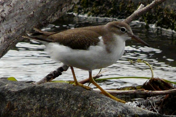 Ste-Catherine, QC - Jul. 24, 2012 - winter plumage