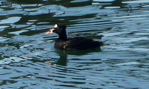 Digby, NS - Apr. 25, 2011 - male