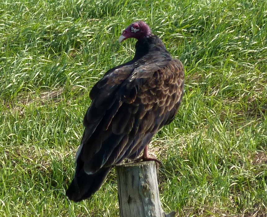 Alfred Sewage Lagoons, Alfred, ON - Aug. 12, 2011