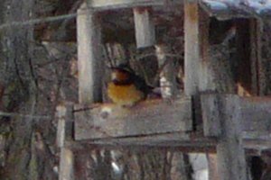 West of Casselman, ON - Jan. 22, 2012