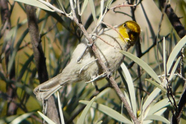 Boyce-Thompson Arboretum, Superior, AZ - Dec. 26, 2011