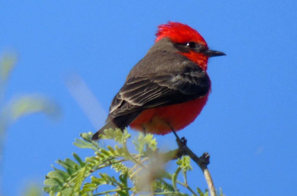 Agua Caliente Park, E of Tucson, AZ - Mar. 25, 2016 - breeding male