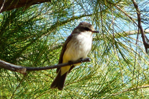 Agua Caliente Park, E of Tucson, AZ - Mar. 25, 2016 - immature female