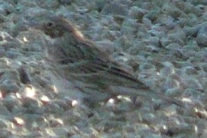 Santa Cruz Flats, AZ - Jan. 6, 2012