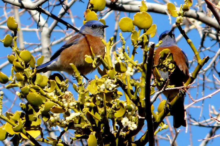 Florida Canyon, AZ - Jan. 9, 2012 - males