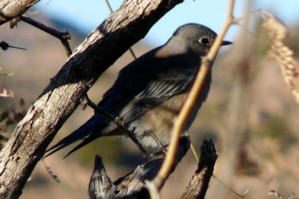 Oak Flats Campground, AZ - Dec. 28, 2011 - female