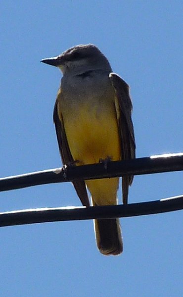 E of Coolidge, AZ - Apr. 7, 2010 - male