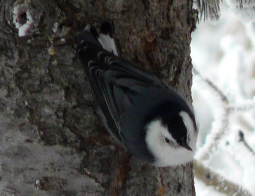 Sandia Crest, NM - Dec. 21, 2011