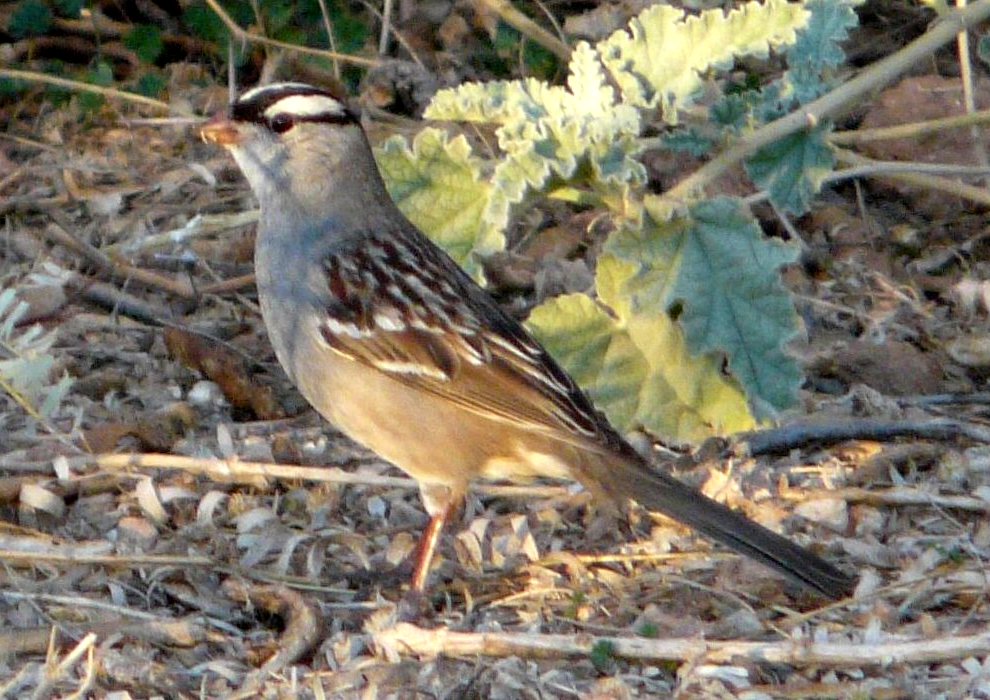 Gilbert Water Farms, Gilbert, AZ - Apr. 2, 2010 - adult