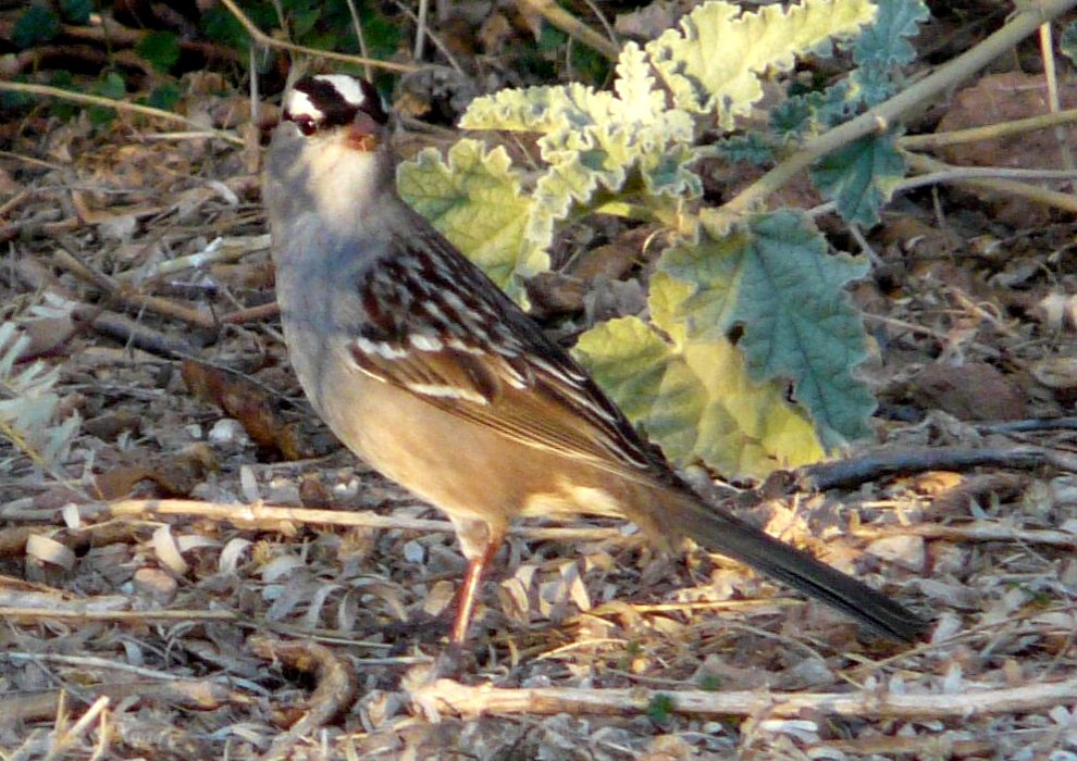 Benson, AZ - Dec. 19, 2011 - adult