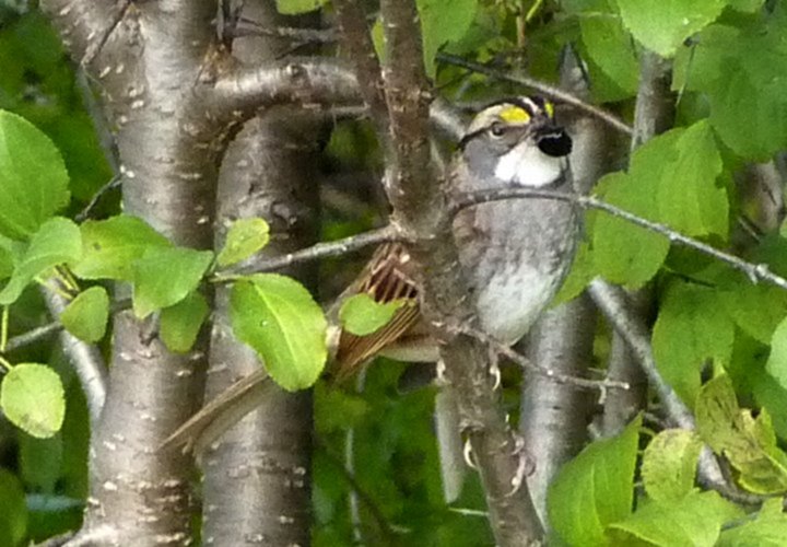 Hilda Street Feeders, Shirleys Bay, ON - Sep. 19, 2010