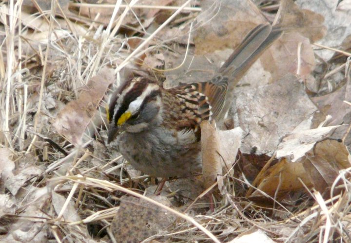 Bosque del Apache, NM - Dec. 20, 2011