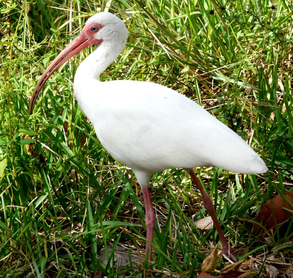 Bill Baggs Cape Florida State Park, Key Biscayne, FL - Jan. 11, 2013 - adult