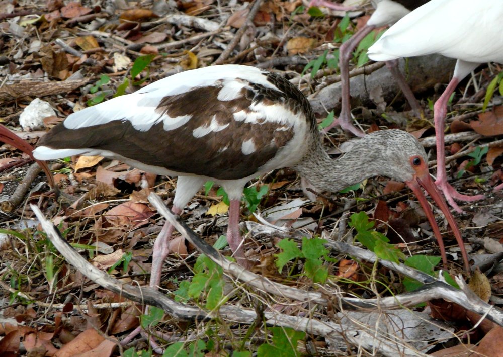 Bill Baggs Cape Florida State Park, Key Biscayne, FL - Jan. 11, 2013 - 1st summer left / adult right