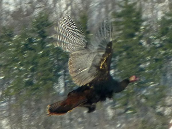 Ramsay Lake Road, Eardley, QC - Dec. 19, 2009