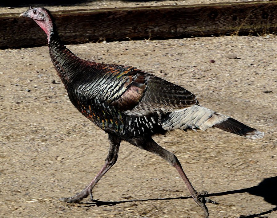 Madera Canyon, AZ - Jan. 3, 2012