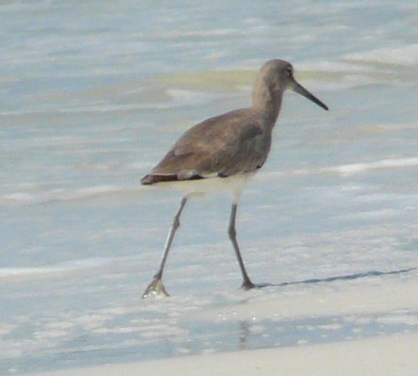 Estero Lagoon, Fort Myers Beach, FL - Jan. 14, 2013