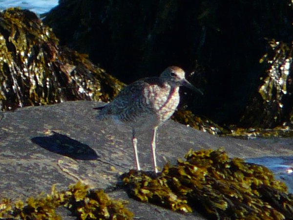 Daniel's Head, Cape Sable Island, NS - Jul. 23, 2015