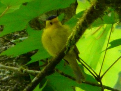 Goldstream Provincial Park, BC - May 10, 2013 - male