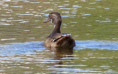 Britannia Conservation Area, Ottawa, ON - Sep. 19, 2010 - male eclipse plumage