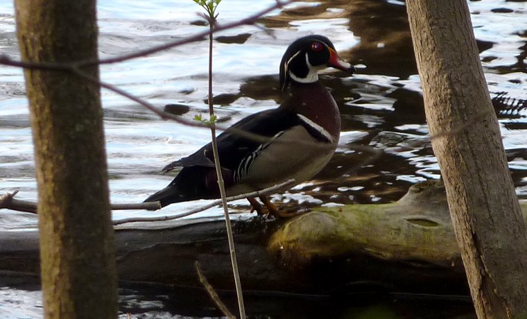 Britannia Conservation Area, Ottawa, ON - May 19, 2011 - male