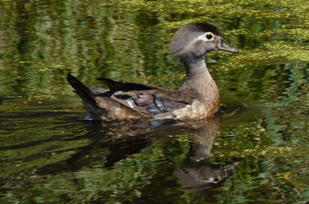 French Basin Trail, Annapolis Royal, NS - July 8, 2014 - female