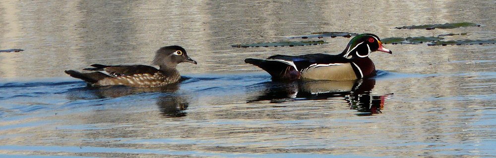 Britannia Conservation Area, Ottawa, ON - May 5, 2012 - female (left) and male (right)