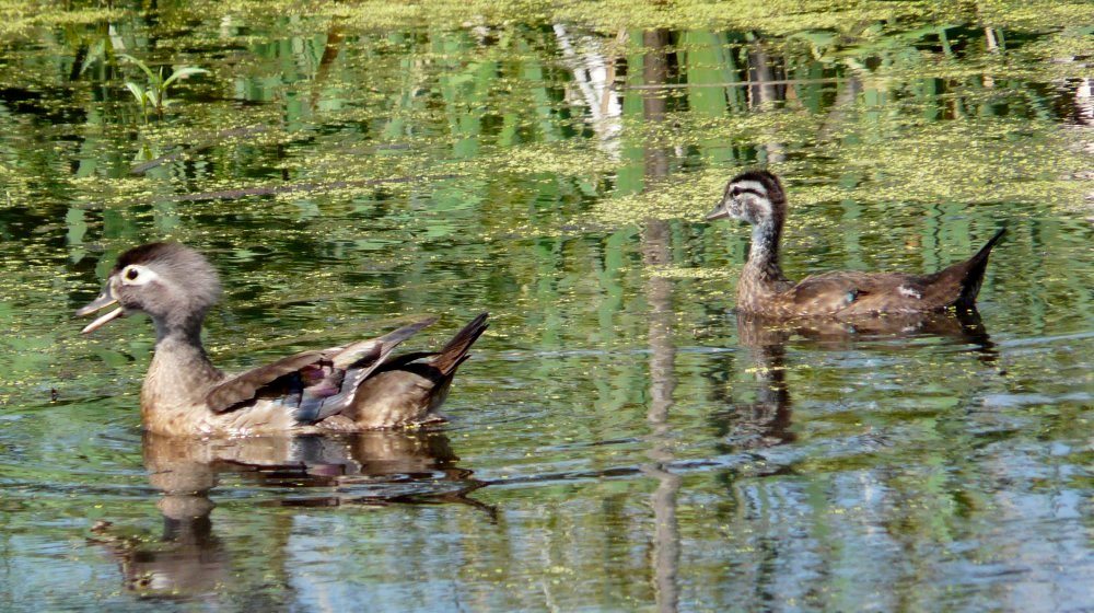 French Basin Trail, Annapolis Royal, NS - July 8, 2014 - female (left) and young (right)