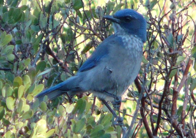 Oak Flats Campground, AZ - Dec. 28, 2011