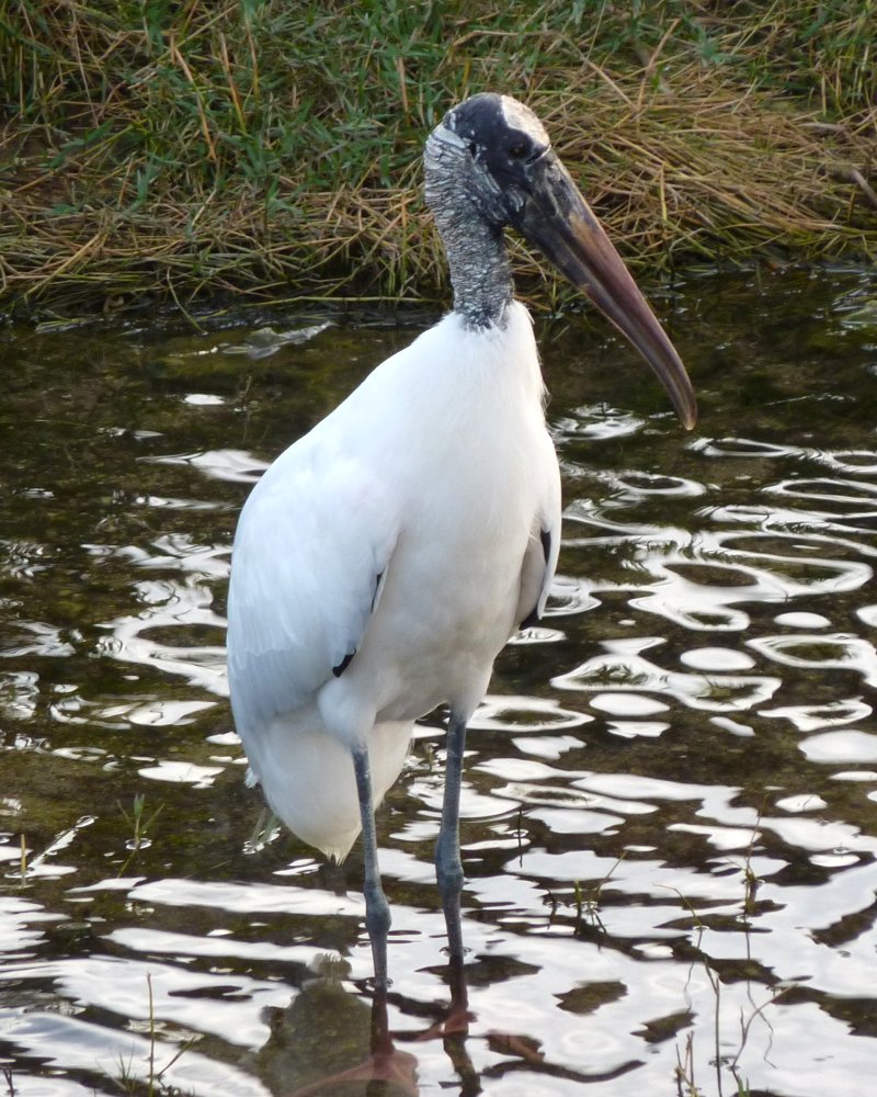 Big Cypress Perserve, FL - Jan. 13, 2013 - adult