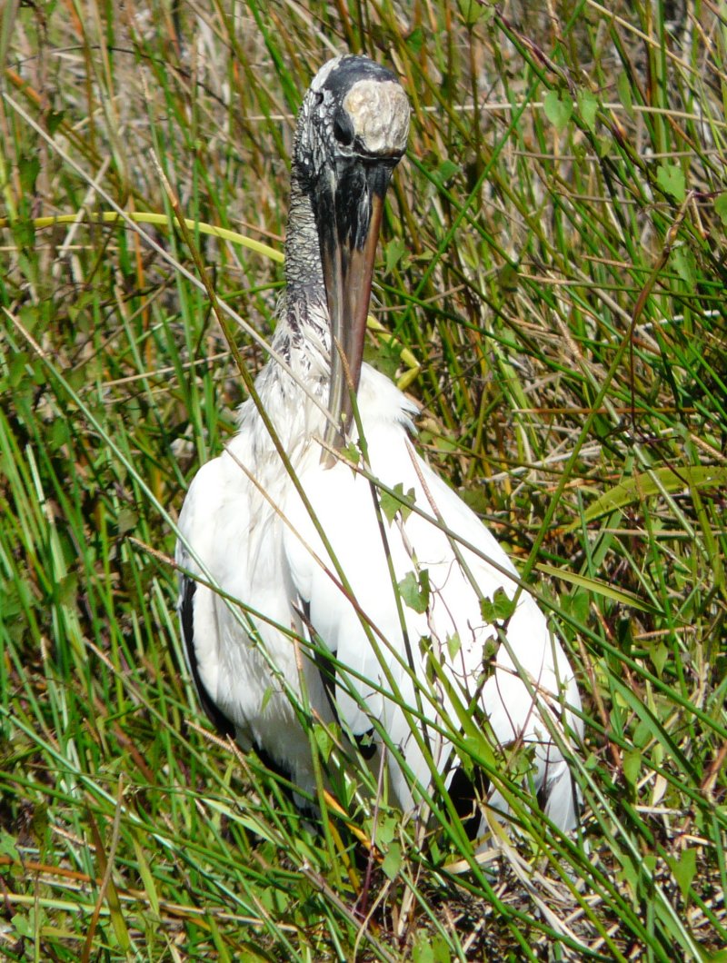 Anhinga Trail, Everglades National Park, FL - Jan. 12, 2013 - adult