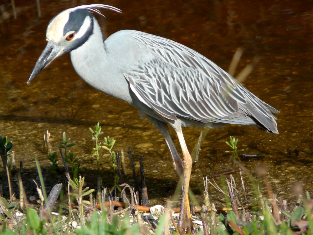 Ding Darling NWR, Sanibel Island, FL - Jan. 14, 2013 - adult