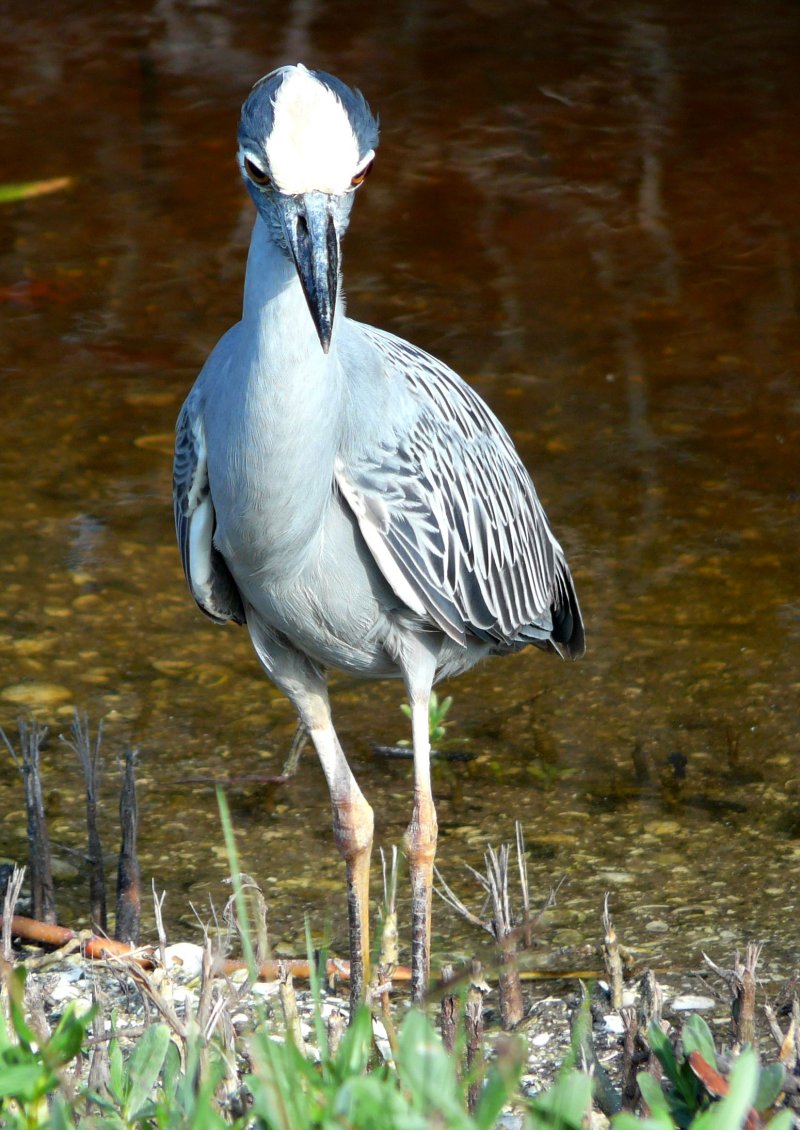 Ding Darling NWR, Sanibel Island, FL - Jan. 14, 2013 - adult