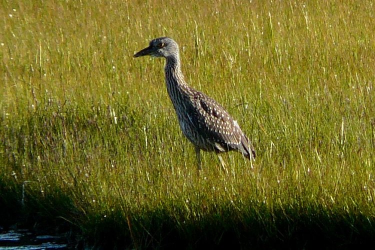 Daniel's Head, Cape Sable Island, NS - Aug. 10, 2014 - immature