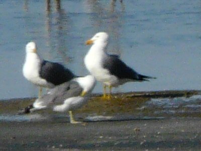 Obsidian Butte, Salton Sea, CA - Apr. 21, 2013 - in center with 2 California Gulls on the left