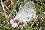 Eastern Tailed Blue - R