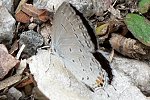 Eastern Tailed Blue f - R